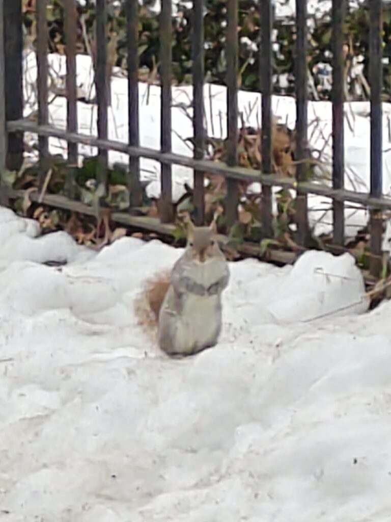 Eekhoorntjes in Central Park