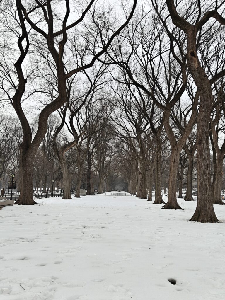 Central Park New York
