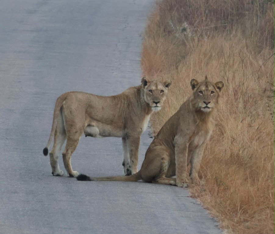 Leeuw tijdens safari in Kruger National Park