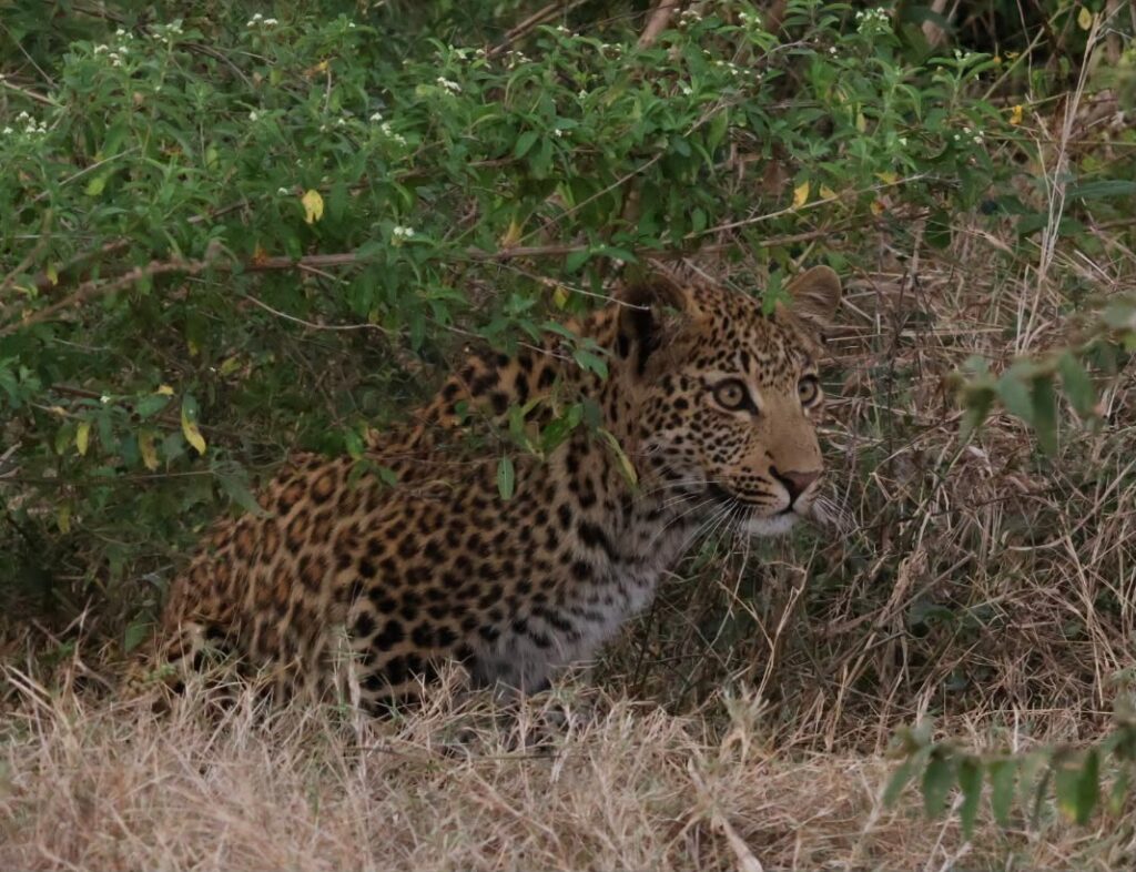 Luipaard Kruger National Park