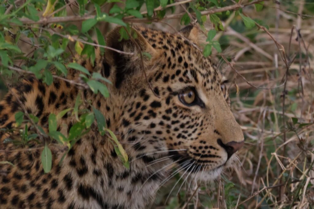 Luipaard Kruger National Park