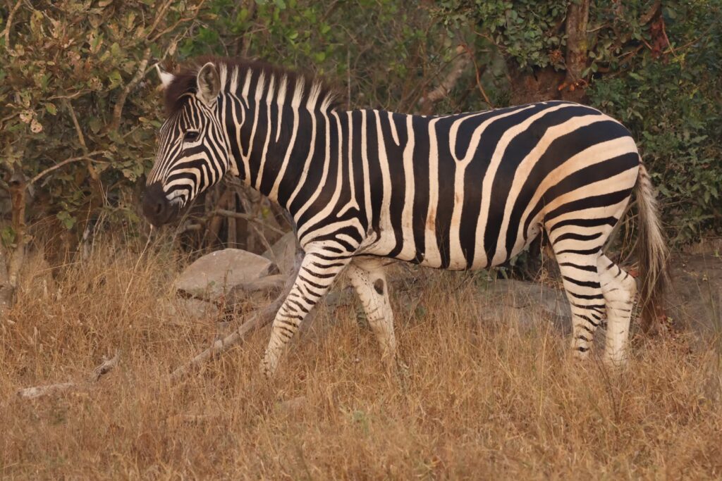Zebra tijdens safari in Kruger National Park
