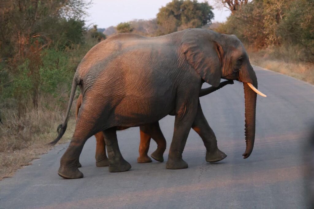 De olifant, één van de big five