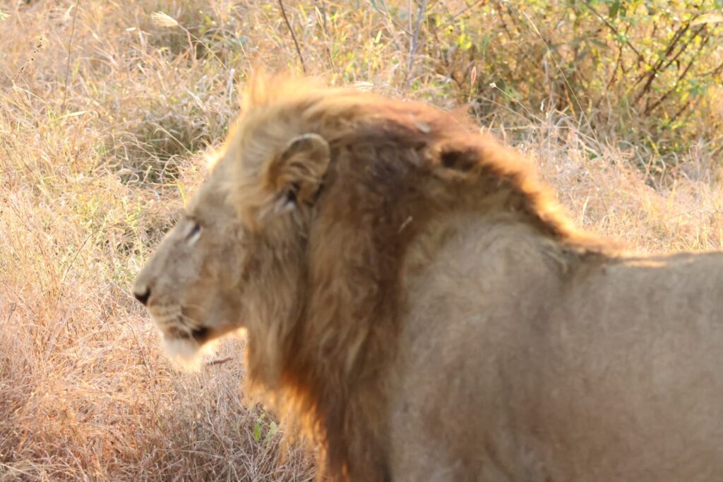 Leeuw in kruger national park