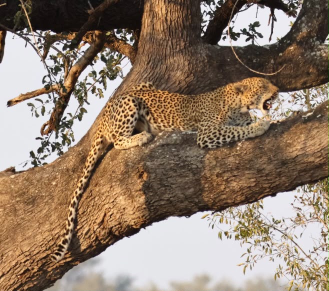 Luipaard in boom Kruger National Park