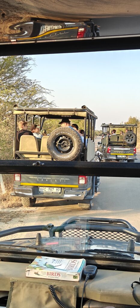 eerste safari in Kruger National Park