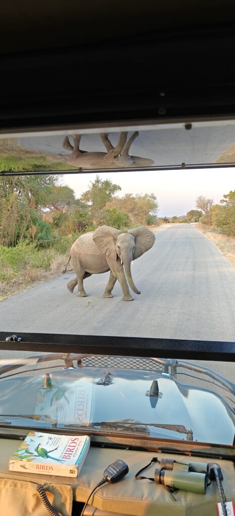 Olifanten Kruger National Park