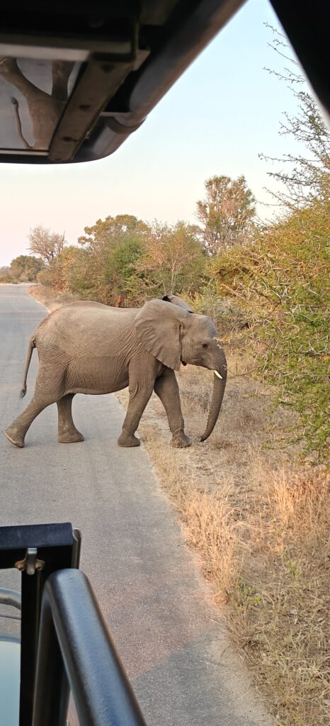 Olifanten Kruger National Park