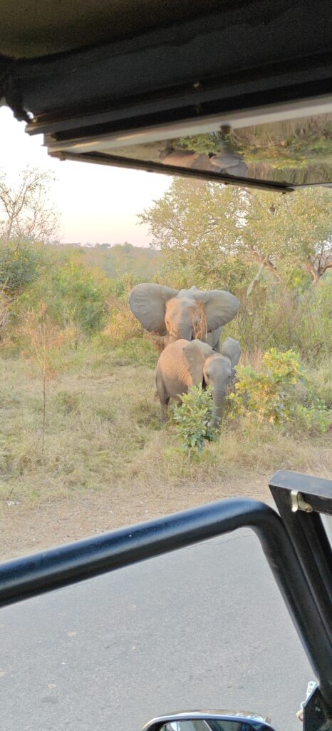 Olifanten Kruger National Park