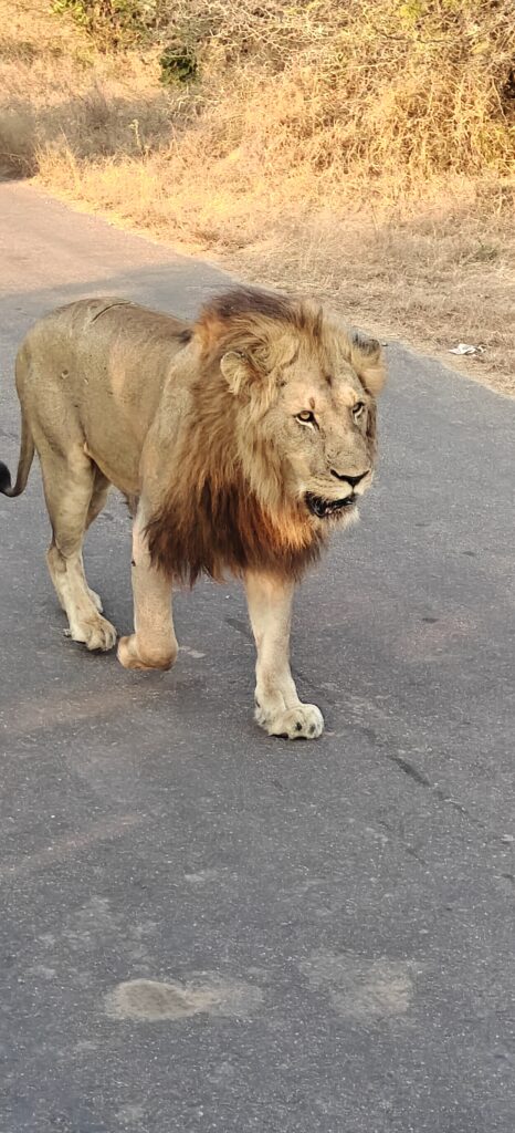 Leeuw tijdens safari in Kruger National Park