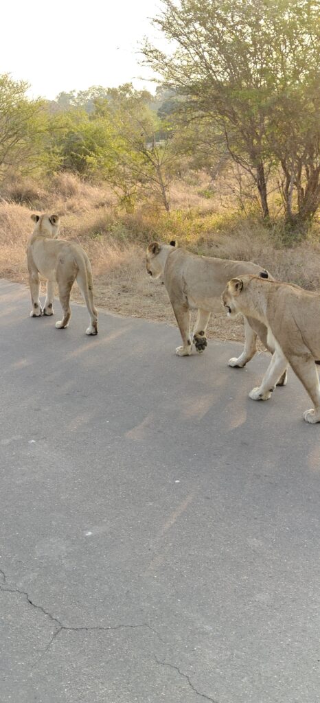 Leeuw tijdens safari in Kruger National Park