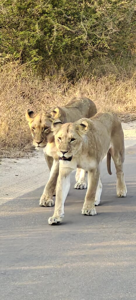 Kruger National Park Zuid-Afrika - de leeuw