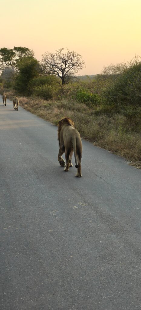 Leeuw tijdens safari in Kruger National Park