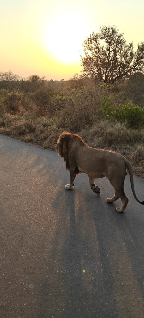 Leeuw tijdens safari in Kruger National Park