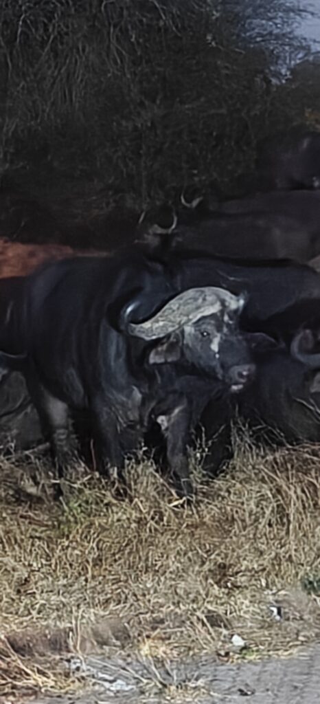 Buffels Kruger National Park