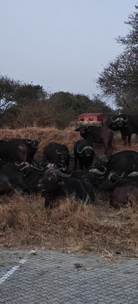 Buffels Kruger National Park
