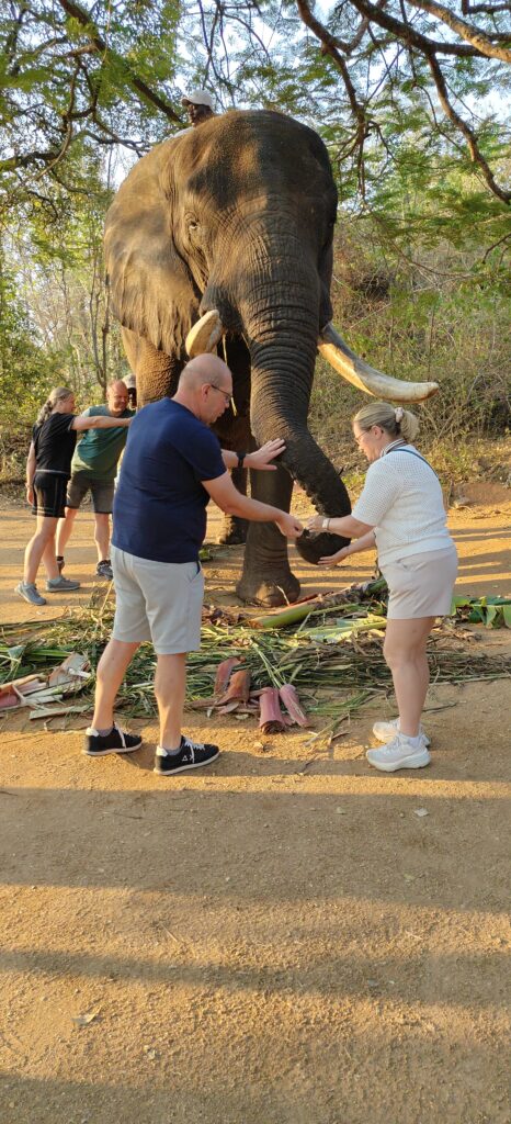 Afrikaanse olifant voeren bij Elephant Whispers Hazyview