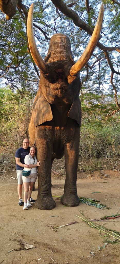 Afrikaanse olifant knuffelen bij Elephant Whispers Hazyview