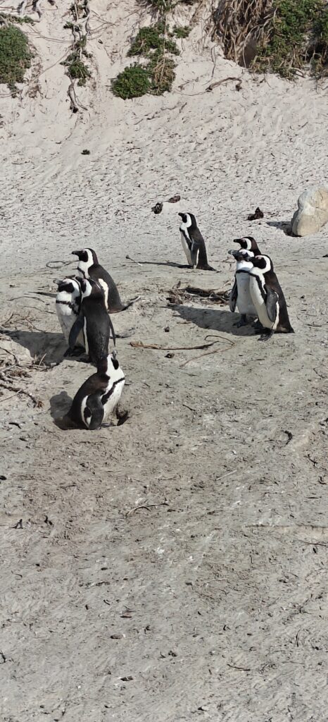 Boulders Beach pinguïns
