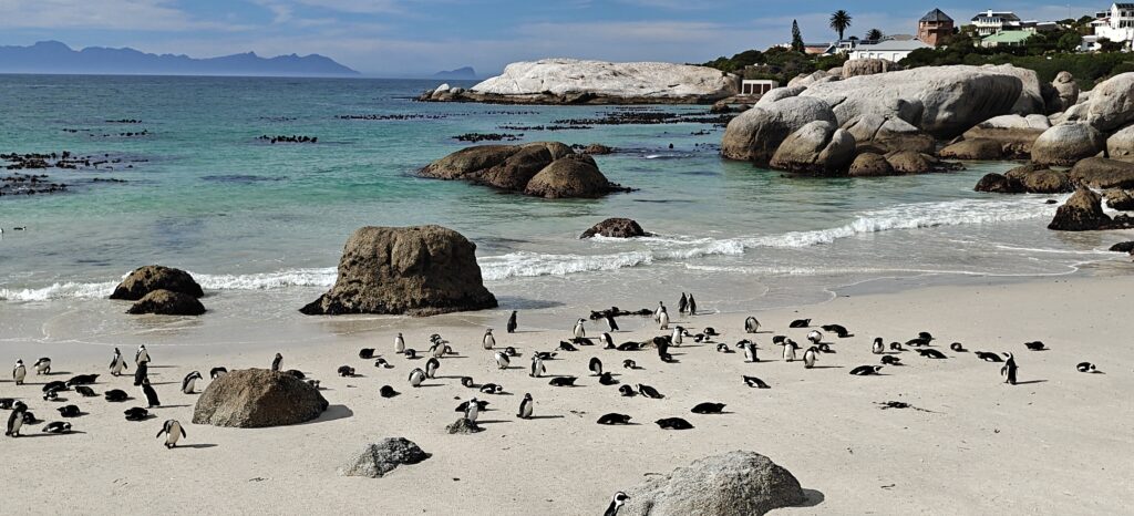 Boulders Beach pinguïns