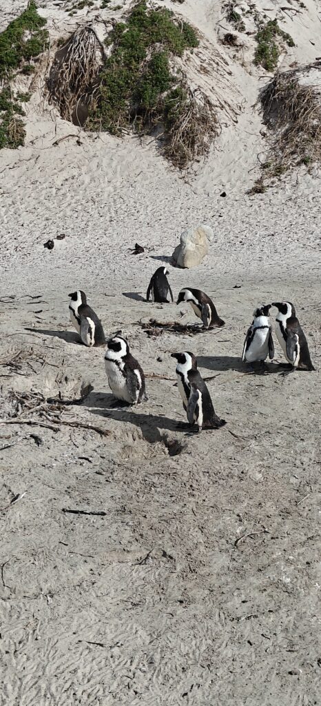 Boulders Beach pinguïns