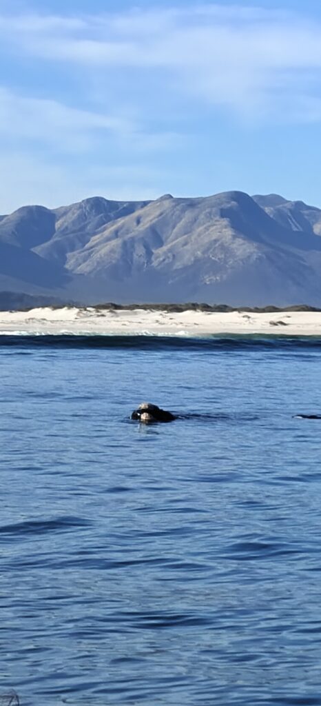 Walvissen Hermanus