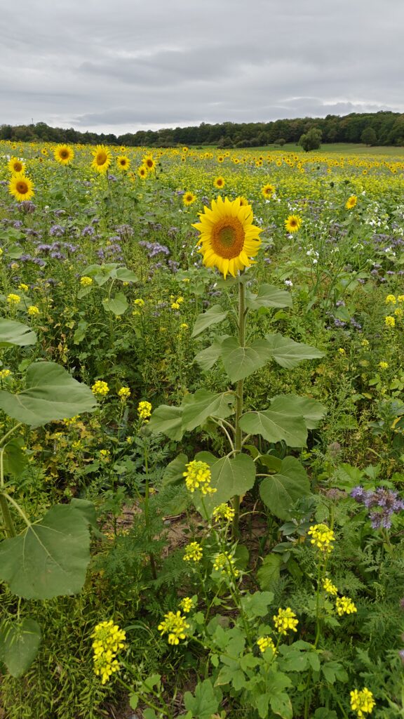 Wandelen tussen de zonnebloemen bij Wéris
